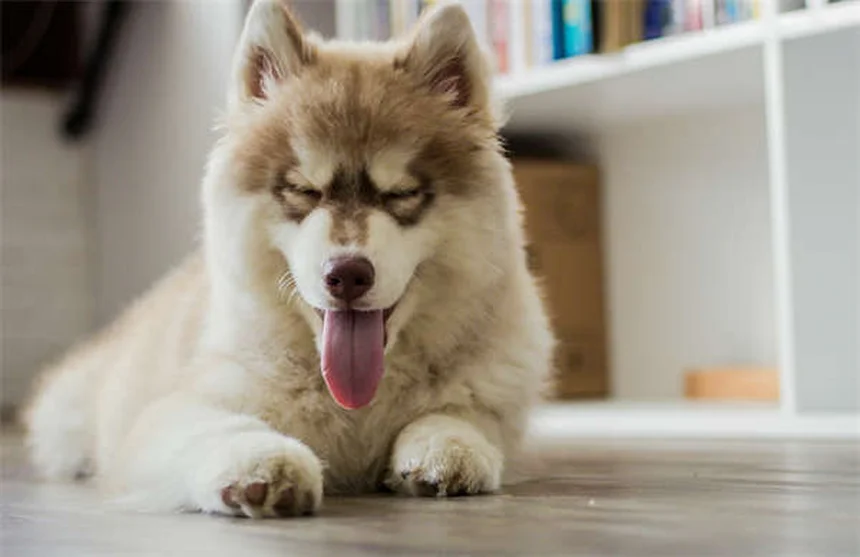15 races de chiens blancs : lequel choisir pour votre famille ?