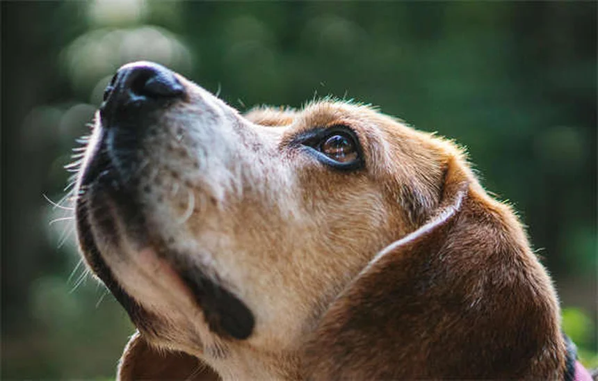 Comment les chiens transpirent-ils ? Le guide complet pour comprendre votre toutou