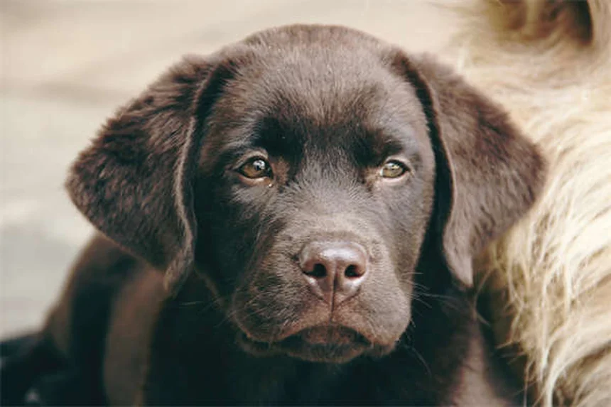 Amitriptyline pour animaux : Guide complet sur ce médicament vétérinaire