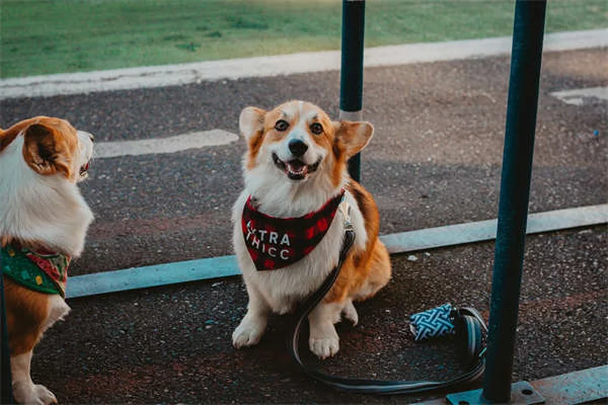 Pourquoi mon chien est-il si indépendant ? 5 raisons qui expliquent ce comportement