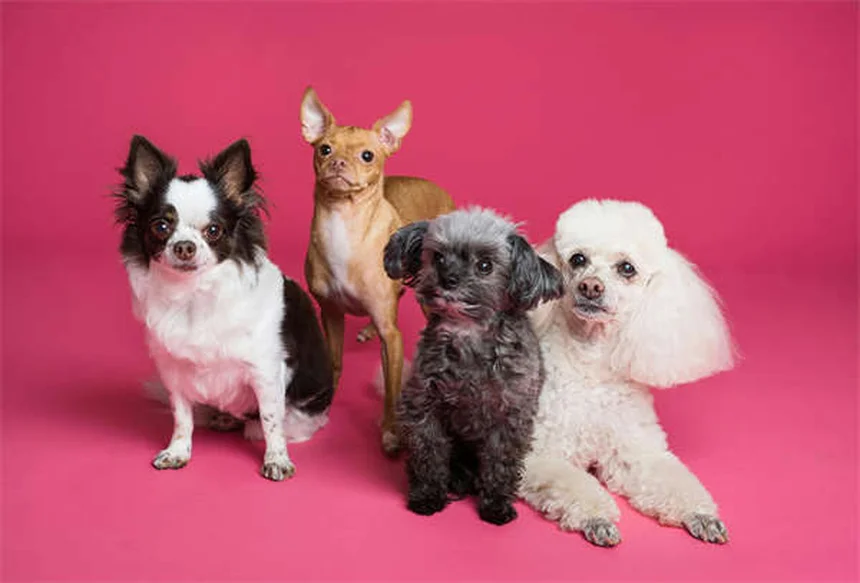 Mon chien lèche ses babines sans arrêt : 7 raisons et solutions