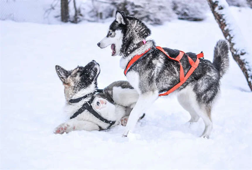 Calculs vésicaux chez le chien : solutions et prévention