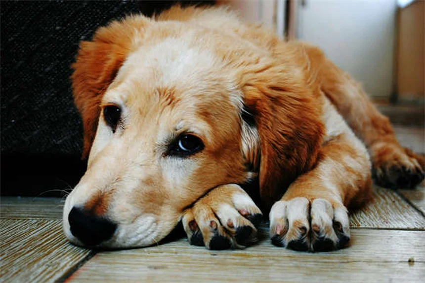 Tartrate de Tylosine : Le Guide Complet pour Soigner Vos Animaux