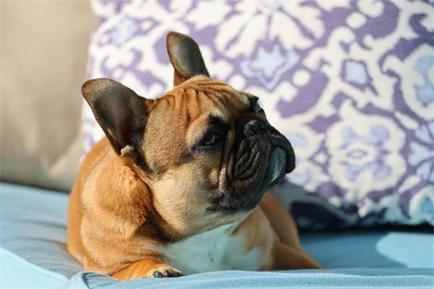 Mon chien est en surpoids : 5 solutions efficaces pour le faire maigrir