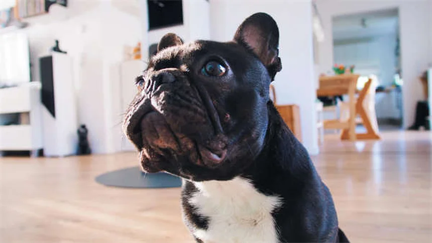 Mon chien se gratte : solutions efficaces contre les allergies cutanées