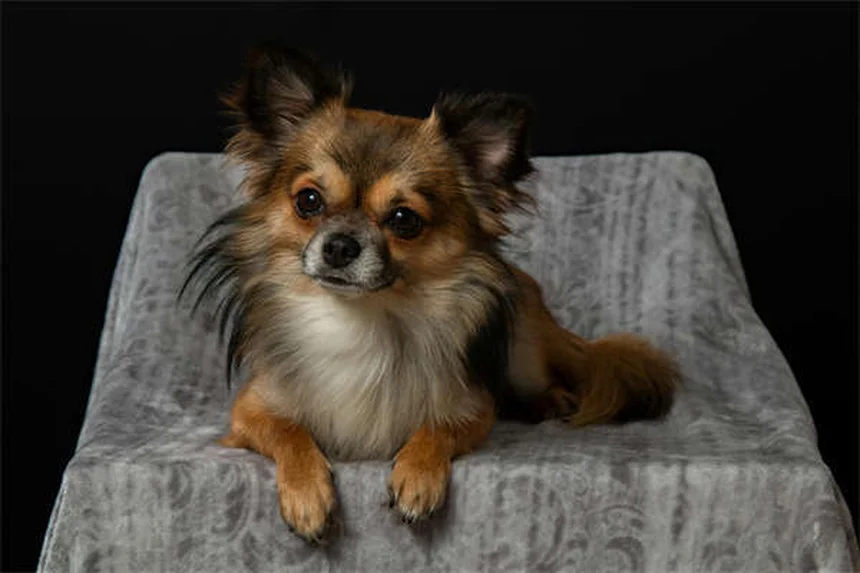 20 dangers du printemps pour votre chien ou chat : comment les protéger ?