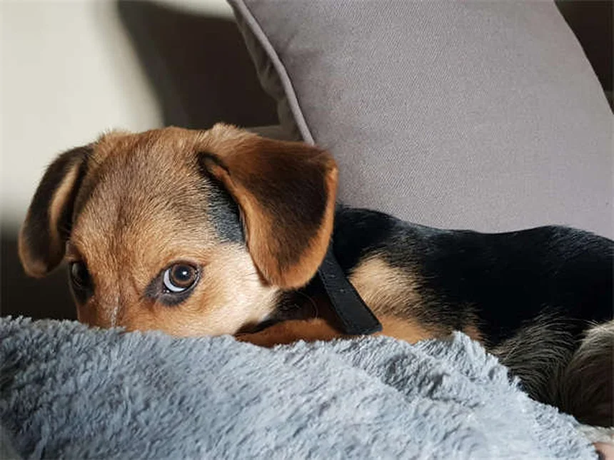 10 signes que votre chien est un vrai membre de la famille