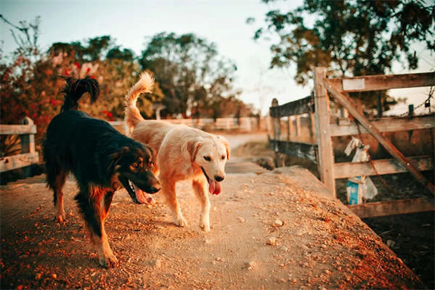 10 signes que votre chien est un vrai membre de la famille
