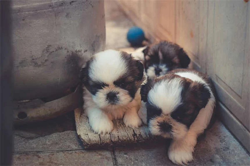 Les chiens ont-ils du goût ? Découvrez leurs papilles gustatives étonnantes !