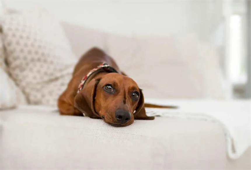 Hydrothérapie canine : 5 bienfaits prouvés pour votre chien