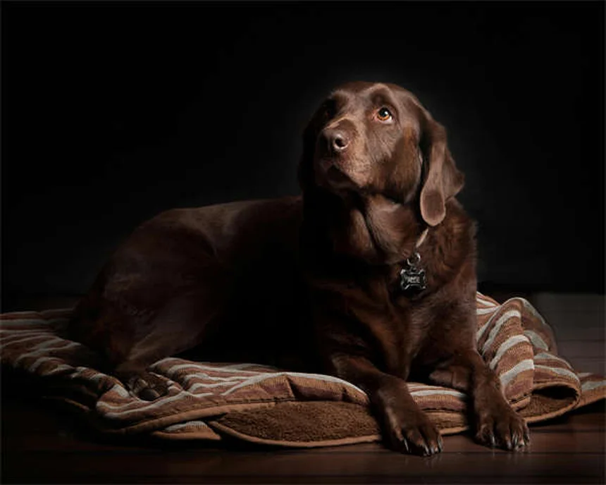 Hydrothérapie canine : 5 bienfaits prouvés pour votre chien