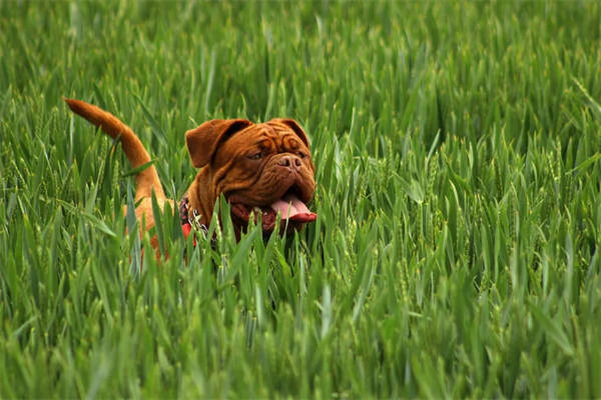Pit Bulls : pourquoi la législation spécifique aux races est inefficace ?
