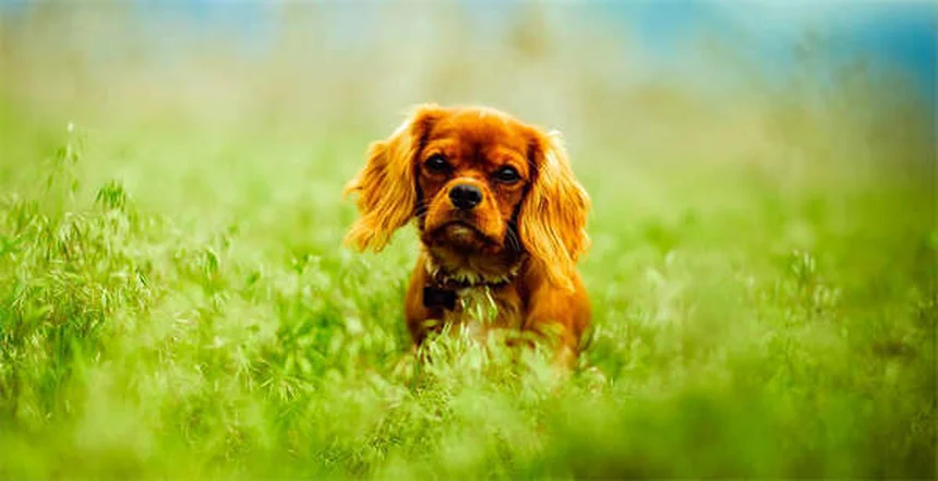 5 activités outdoor pour garder son chien en forme à la campagne
