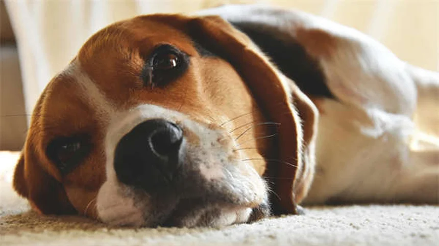 5 activités outdoor pour garder son chien en forme à la campagne