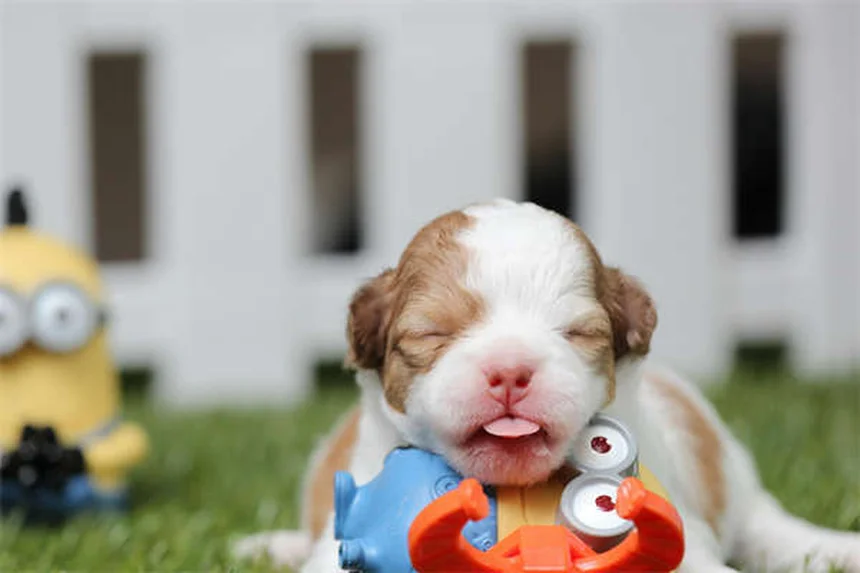 Mon chien peut-il manger des glaçons ? 5 vérités surprenantes !