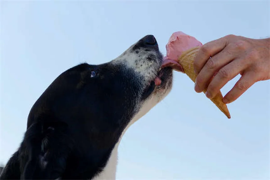 Mon chien peut-il manger des glaçons ? 5 vérités surprenantes !