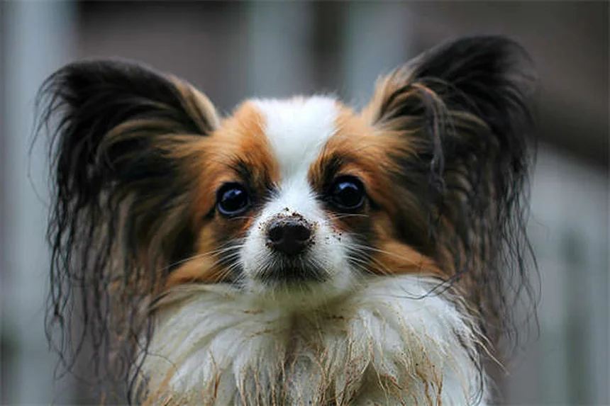 Mon chien peut-il manger des glaçons ? 5 vérités surprenantes !