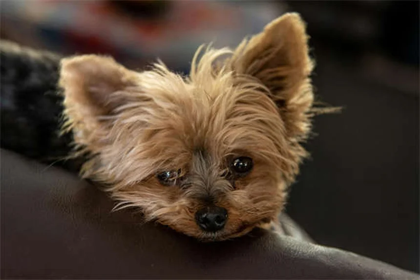 Voyager avec son animal : 5 astuces indispensables pour un trajet serein