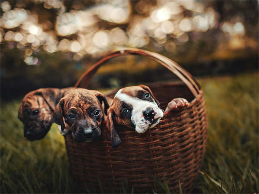 Voyager avec son animal : 5 astuces indispensables pour un trajet serein