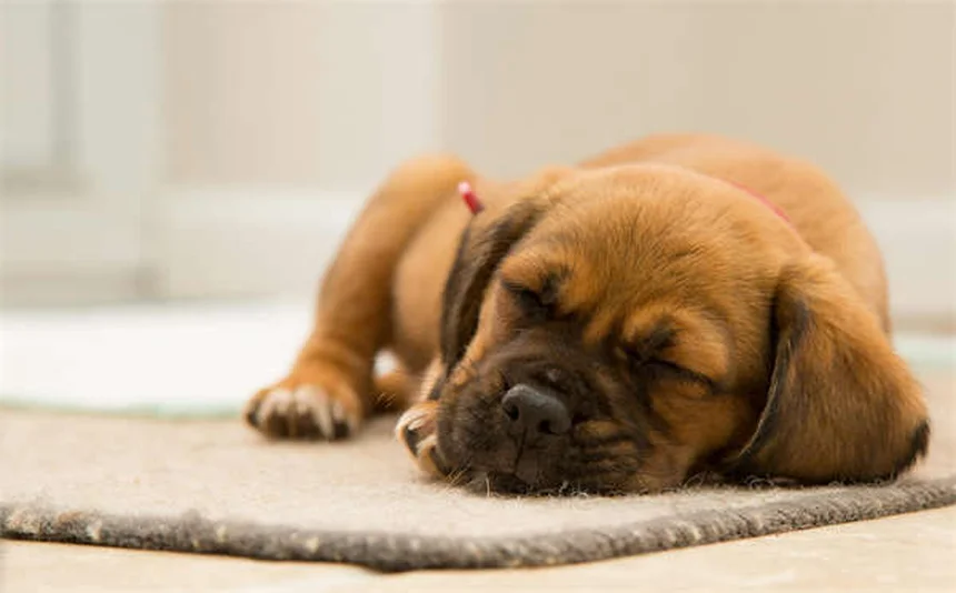 Vétérinaire à domicile : le confort absolu pour votre chien ou chat