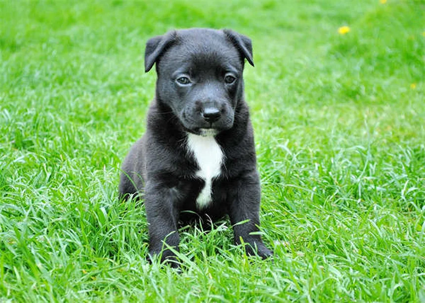 Vétérinaire à domicile : le confort absolu pour votre chien ou chat