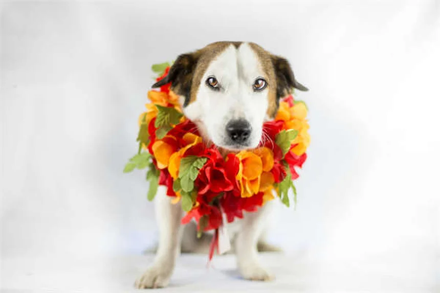 American Bashkir Curly : Le cheval bouclé aux origines mystérieuses